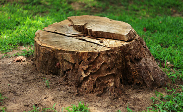 Photo of a tree stump