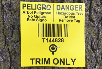 Trim only tag on tree 